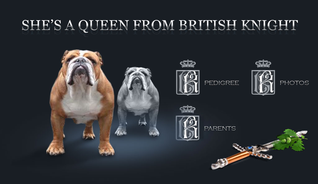 BRITISH KNIGHT. Bulldog